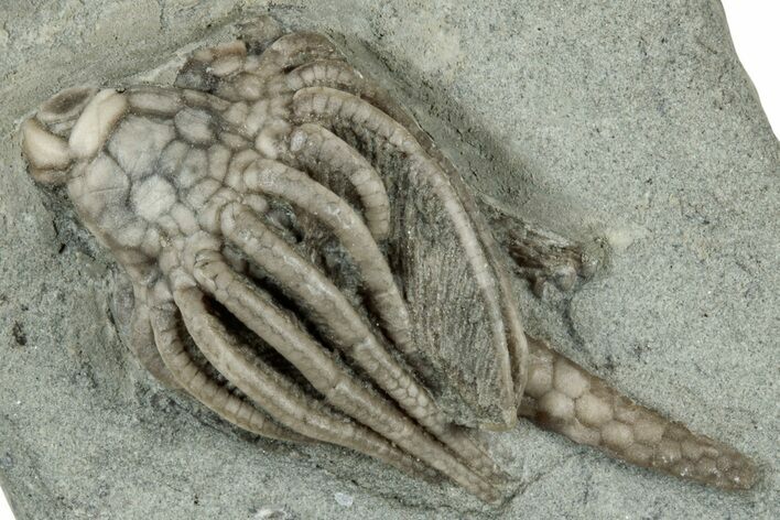 Fossil Crinoid (Macrocrinus) - Crawfordsville, Indiana #325632